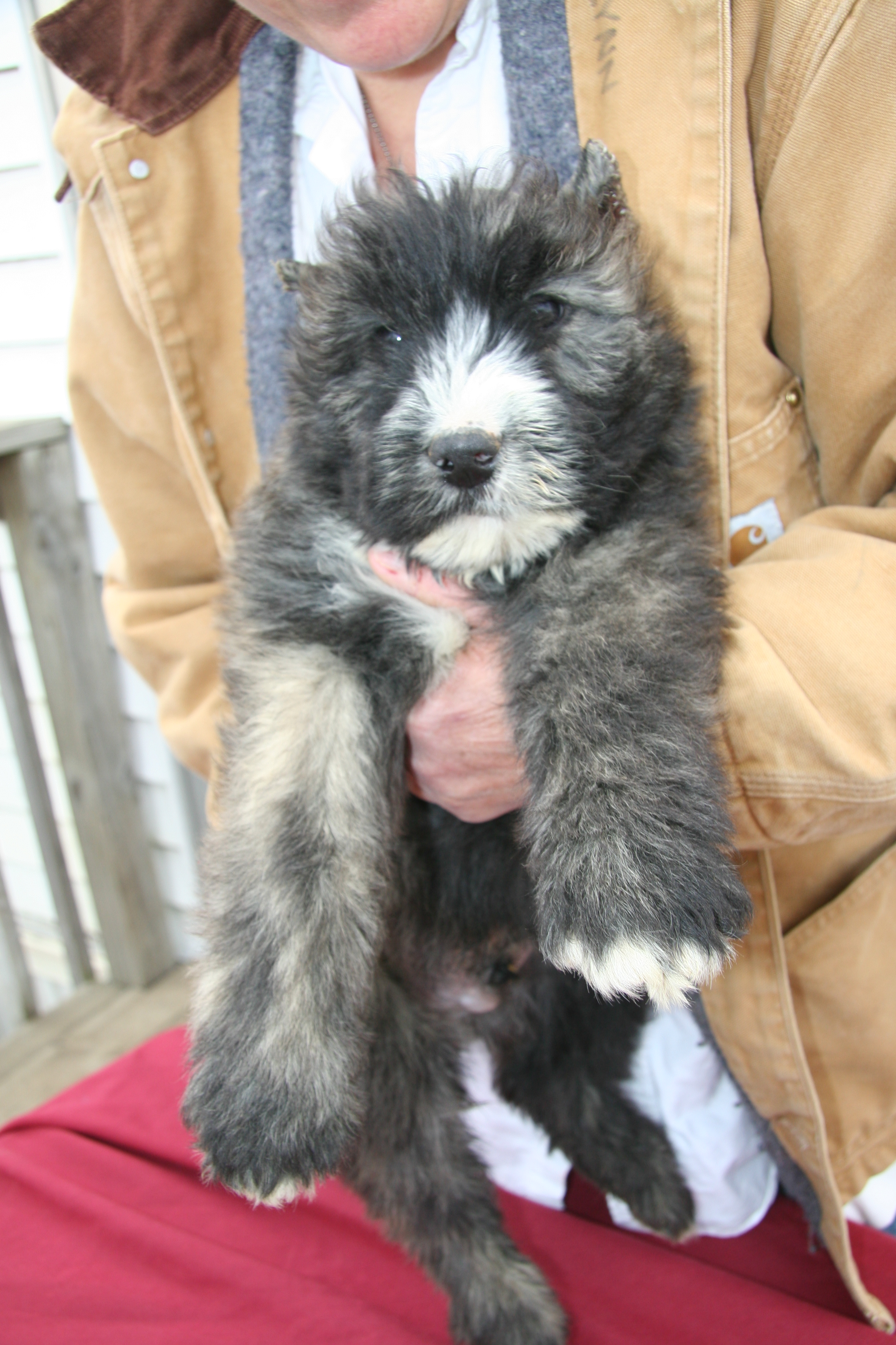 MOPPY